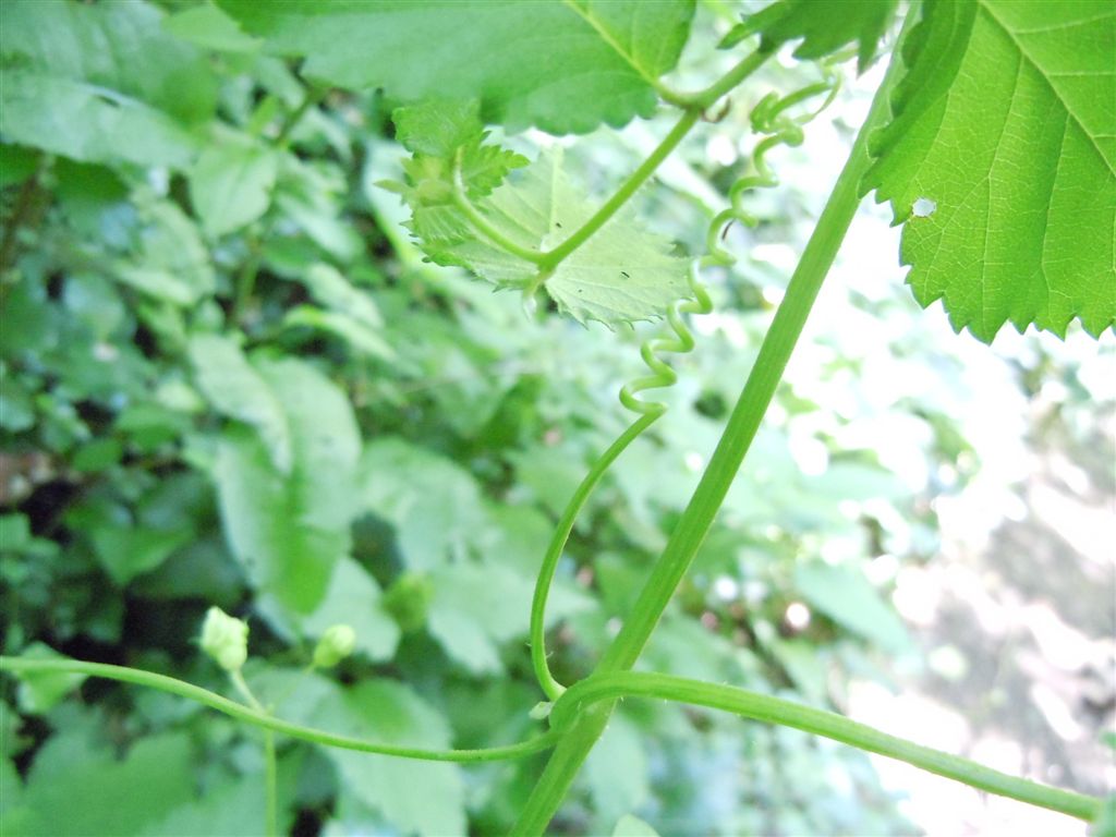 Dagli Astroni:  Bryonia cretica